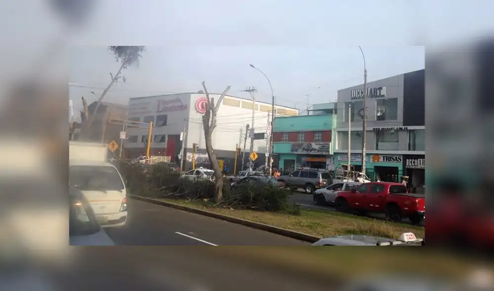 La Victoria: cuestionan excesiva poda en árboles de la Av. México