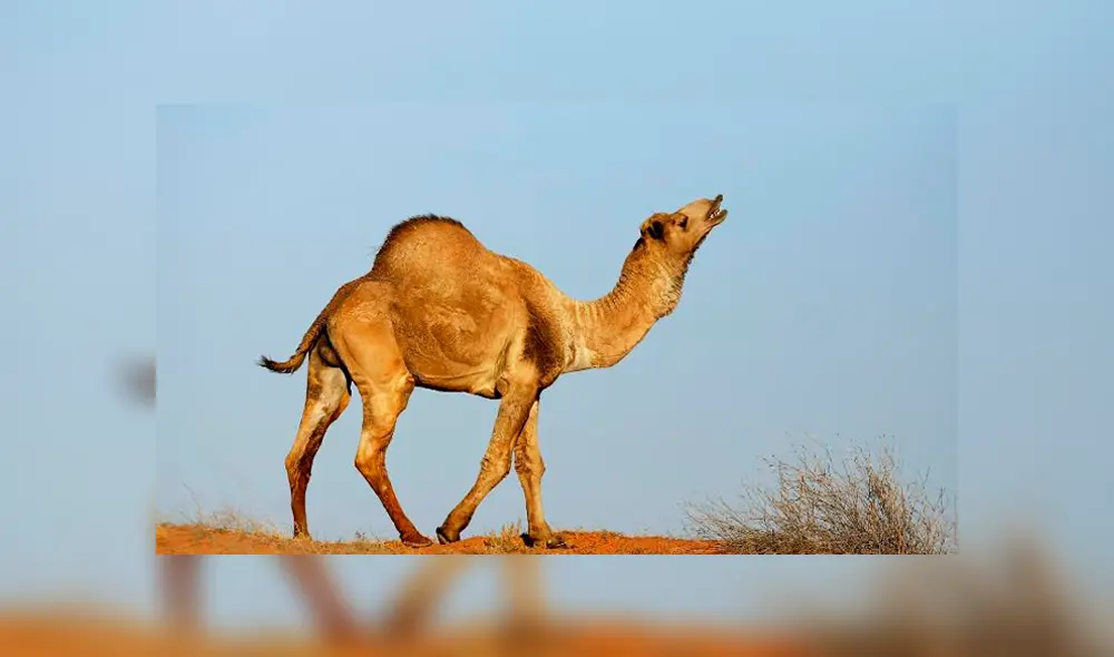 Posible sacrificio en Australia