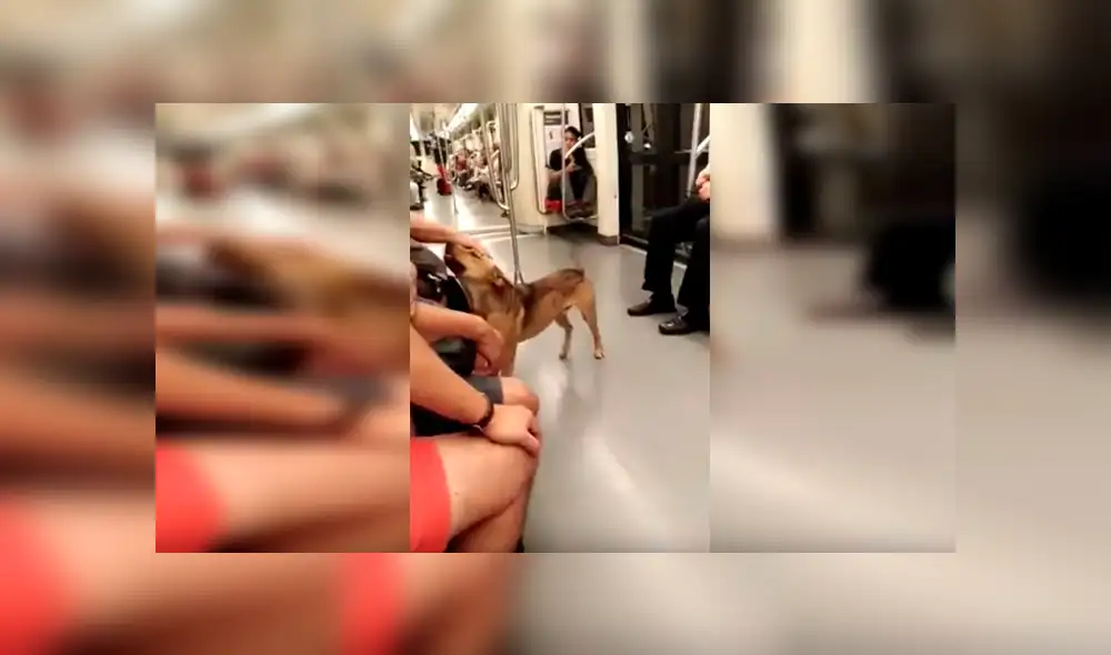 YouTube viral: perro perdido ingresó a metro y recibió cariño de varios pasajeros [VIDEO]