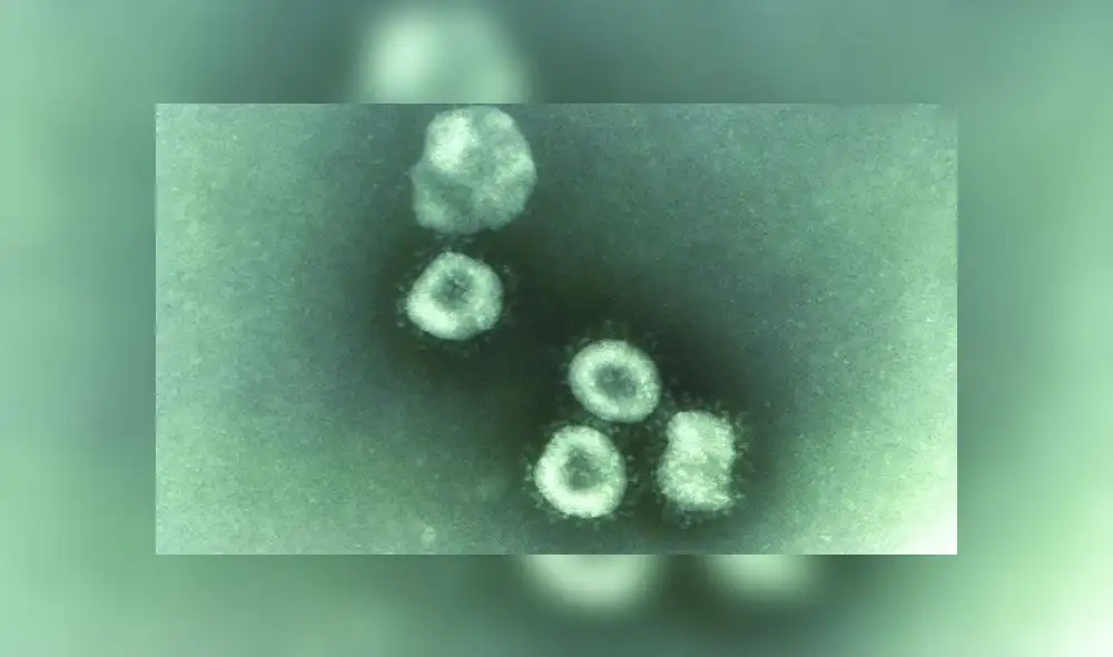 La vacuna utiliza el gen que codifica la proteína S, ubicada en las 'espinas' del coronavirus. Imagen: CDC.