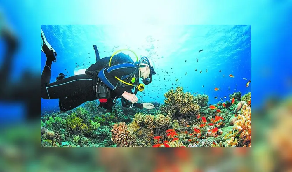 Organismos como cangrejos y esponjas demostraron eliminar la abundancia viral de su entorno. Foto: Difusión. Organismos como cangrejos y esponjas demostraron eliminar la abundancia viral de su entorno. Foto: Difusión.