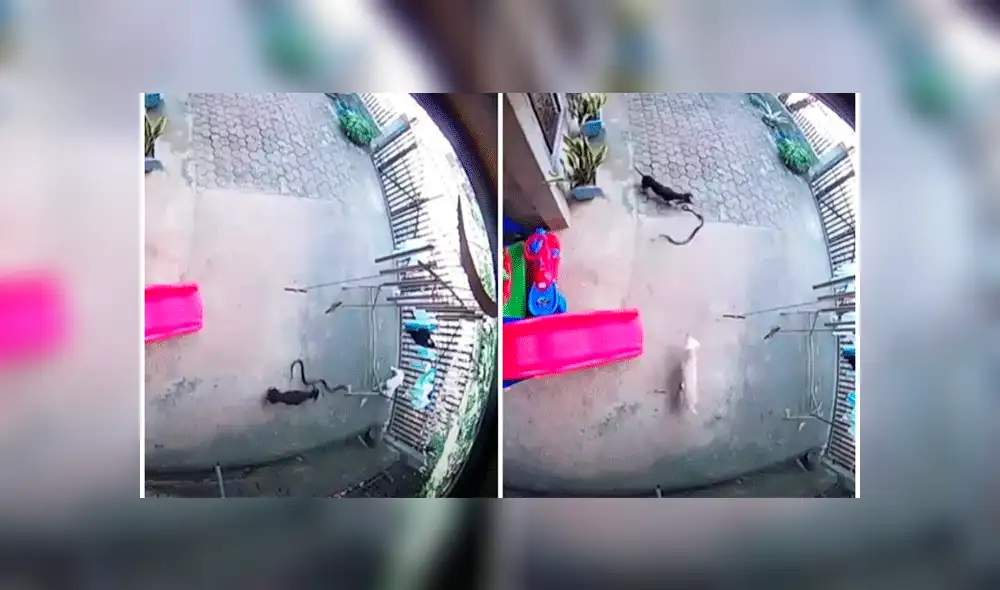 YouTuve viral: mascotas dan su vida para proteger a bebé de letal ataque de una cobra [VIDEO]