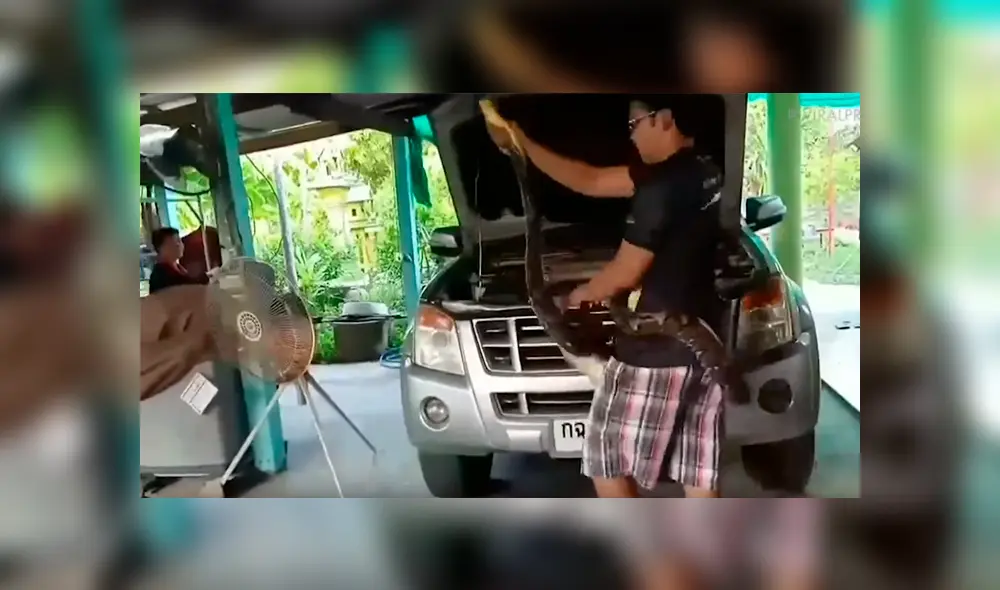 Hombre abre capó de su auto y encuentra letal criatura que habitaba en su interior [VIDEO] 
