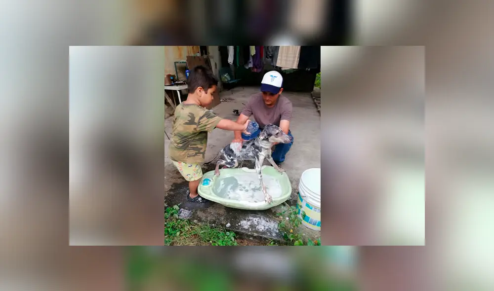 Desliza para ver el aspecto actual de este perro que se volvió 'famoso' en Facebook. Foto: Captura. Desliza para ver el aspecto actual de este perro que se volvió 'famoso' en Facebook. Foto: Captura.