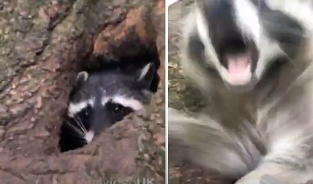 Desliza hacia la izquierda para ver las imágenes del video viral. Foto: Captura de YouTube. Desliza hacia la izquierda para ver las imágenes del video viral. Foto: Captura de YouTube.