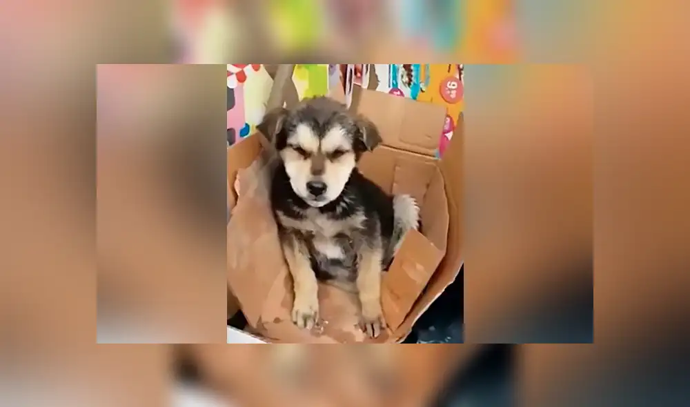 YouTube viral: perrito se atraganta con salchicha y “héroe” le hace respiración boca a boca para salvarlo [VIDEO] 