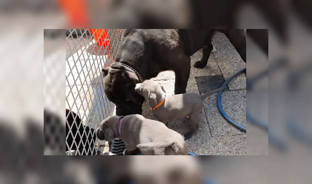 Desliza las imágenes para ver más detalles  sobre esta cautivadora escena. (Foto: captura / YouTube)