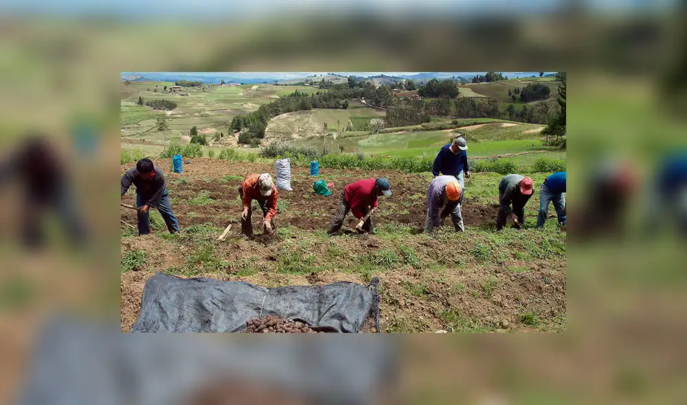 Productores en alerta. Se espera pronta acción de las autoridades peruanas para proteger a miles de familias que se dedican a esta actividad.