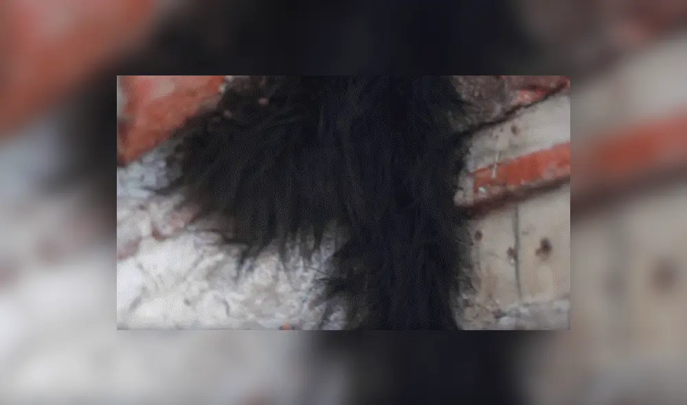 YouTube viral: Encuentra extraña bola de pelos, pero queda perplejo al ver cientos de peligrosas criaturas [VIDEO] 