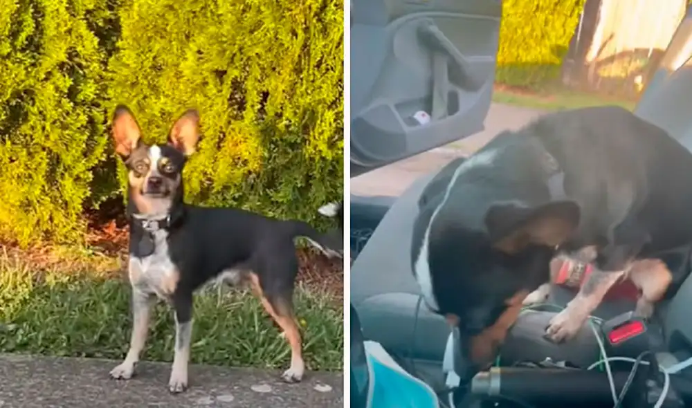 Un can aprovechó un descuido para escapar de su casa; sin embargo, no imaginó que su dueño iba a descubrir su travesura tras salir a buscarlo por su vecindario. Foto: captura de YouTube