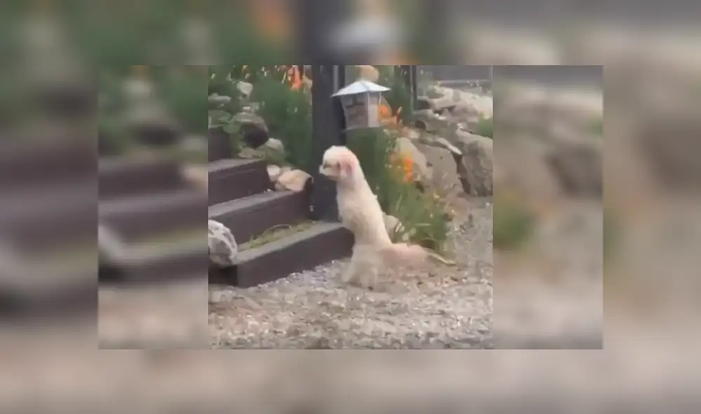 Desliza las imágenes para conocer más sobre este cachorro que se ha robado el corazón de todos en Facebook. Desliza las imágenes para conocer más sobre este cachorro que se ha robado el corazón de todos en Facebook.