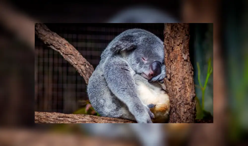 Los koalas están "funcionalmente extintos", anunció una ONG australiana 