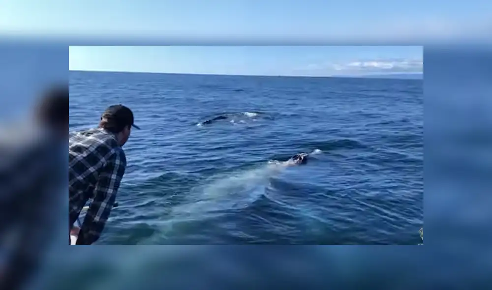 Desliza para ver los detalles del video viral publicado en YouTube. Foto: Captura. Desliza para ver los detalles del video viral publicado en YouTube. Foto: Captura.