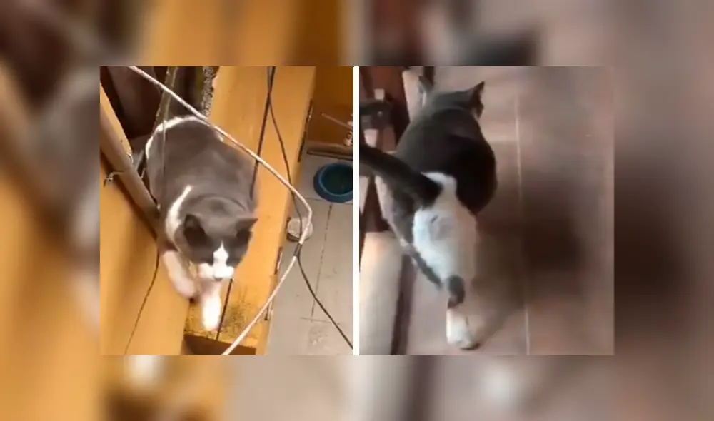 En Facebook, una mujer imitó el sonido de un gato callejero y no imaginó que este iba invadir su hogar. En Facebook, una mujer imitó el sonido de un gato callejero y no imaginó que este iba invadir su hogar.