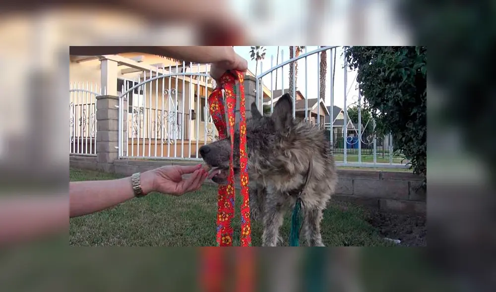 Desliza para ver las fotos de este perro que enamoró a todos en Facebook. Foto: Captura. Desliza para ver las fotos de este perro que enamoró a todos en Facebook. Foto: Captura.