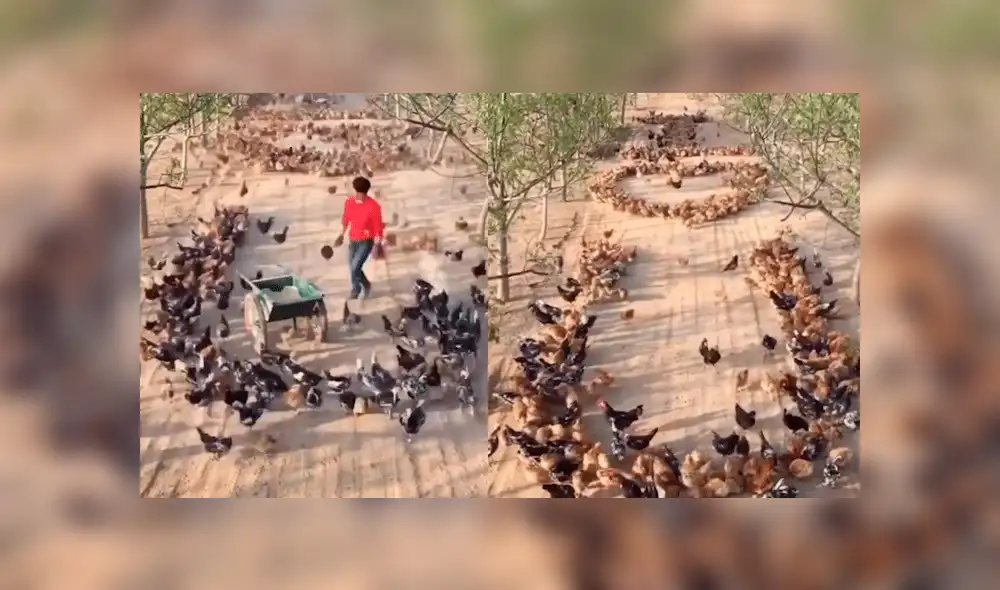 Facebook viral: romántico granjero usa cientos de gallinas para declararle su amor a una mujer [VIDEO]