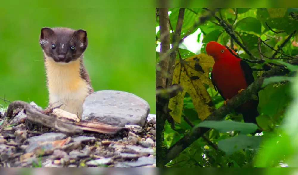 Especies se dejan ver en parque nacional del Manu. Fuente: Sernanp. Especies se dejan ver en parque nacional del Manu. Fuente: Sernanp.