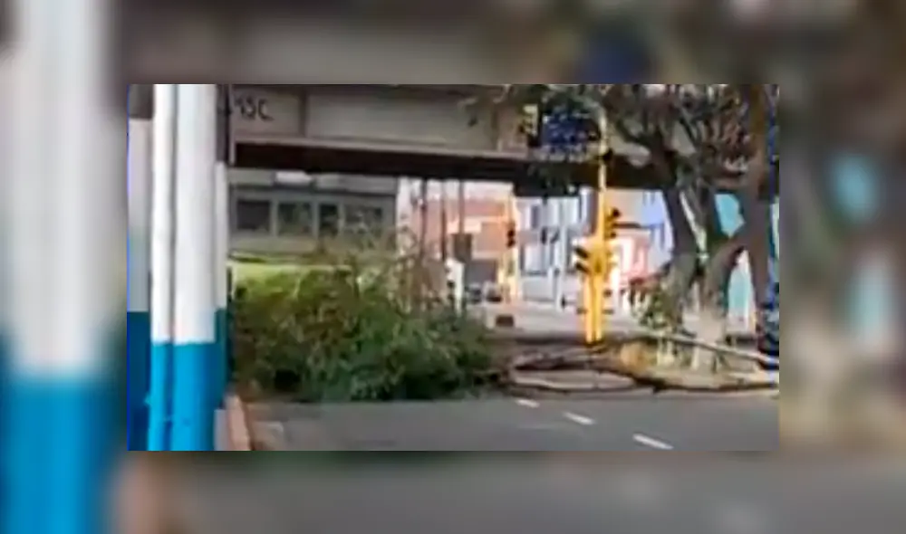 Fuertes vientos provocan caída de árboles en el Callao. Foto: Canal N