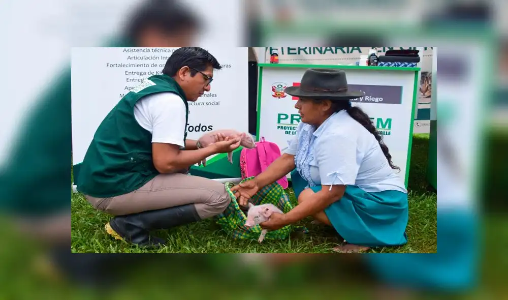 Vraem: realizan campaña de desparasitación de aves, ganado y porcinos 