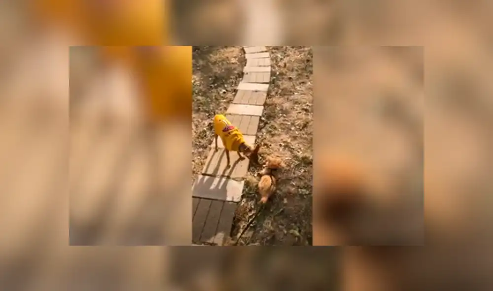 Desliza las imágenes hacia la izquierda para apreciar el amoroso momento entre un gato y un perro. Foto: Caters Clips. Desliza las imágenes hacia la izquierda para apreciar el amoroso momento entre un gato y un perro. Foto: Caters Clips.