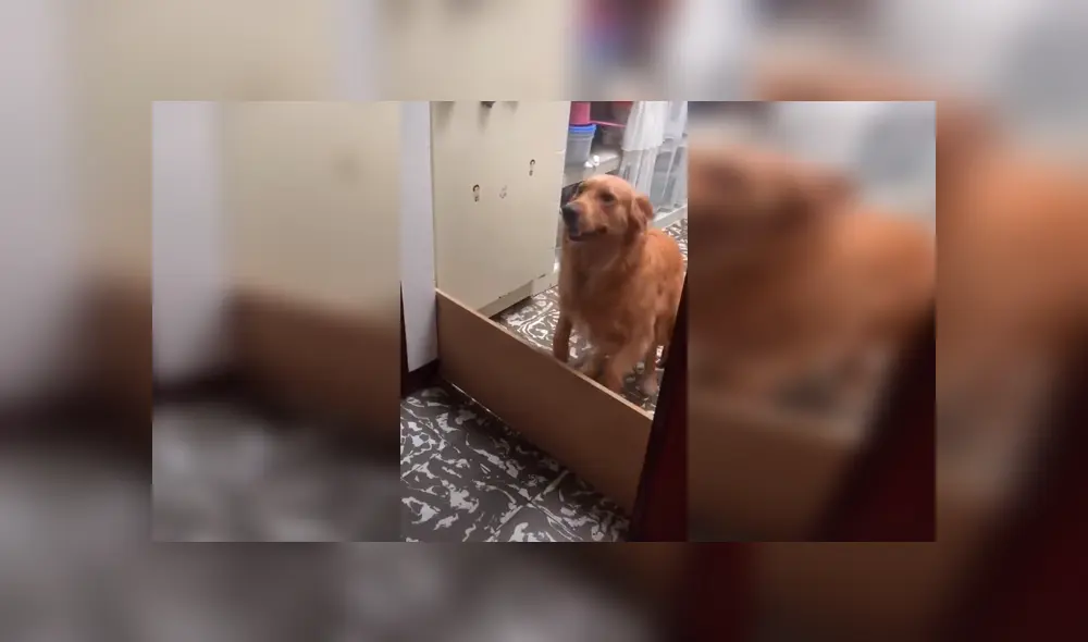 Desliza las imágenes hacia la izquierda para observar la acción de un perro al no cumplir con el juego inventado por su dueño. Desliza las imágenes hacia la izquierda para observar la acción de un perro al no cumplir con el juego inventado por su dueño.