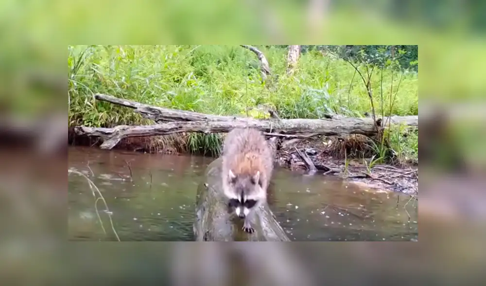 Desliza las imágenes hacia la izquierda para observar a los animales que pasean por un tronco caído en un cauce.
