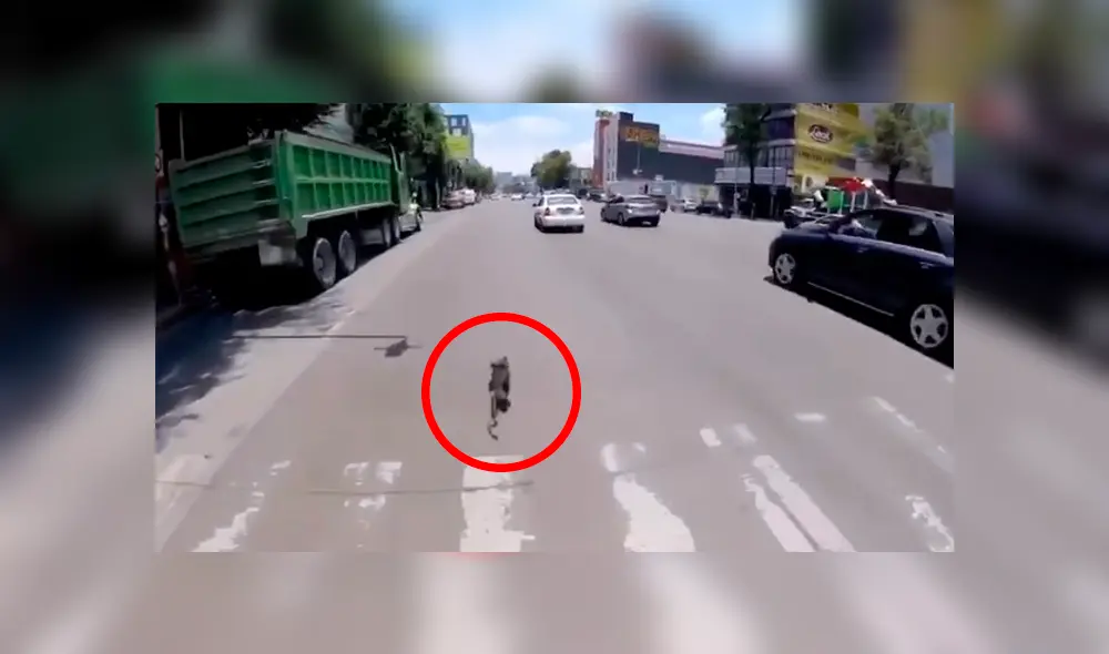 Desliza las imágenes para conocer la rápida acción de una joven para rescatar a un perro atemorizado. Foto: Captura. Desliza las imágenes para conocer la rápida acción de una joven para rescatar a un perro atemorizado. Foto: Captura.