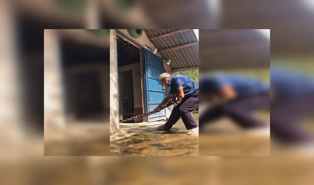 En YouTube, un hombre lidiaba con un enorme animal atado con unas cadenas y sorprendió a sus vecinos. En YouTube, un hombre lidiaba con un enorme animal atado con unas cadenas y sorprendió a sus vecinos.