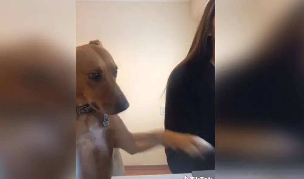 Desliza hacia la izquierda para ver más imágenes de esta peculiar 'conversación' entre una joven y su perro. Foto: captura de TikTok