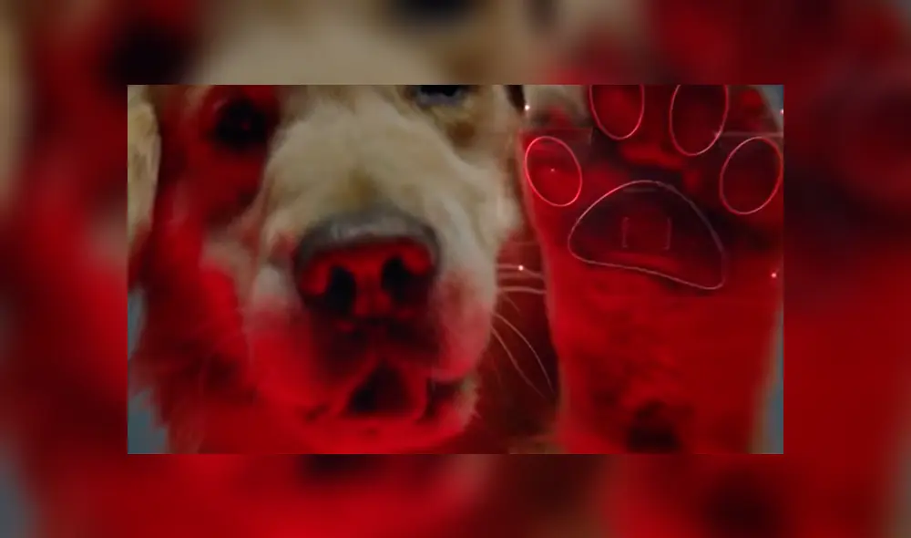 Super Bowl: hombre paga 6 millones de dólares por anunciar que su perro se salvó de la muerte