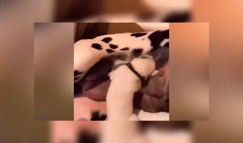 Desliza las fotografías para ver la curiosa escena que protagonizó un perro bebé cuando se alimentaba con la leche de su madre. Foto: Captura.