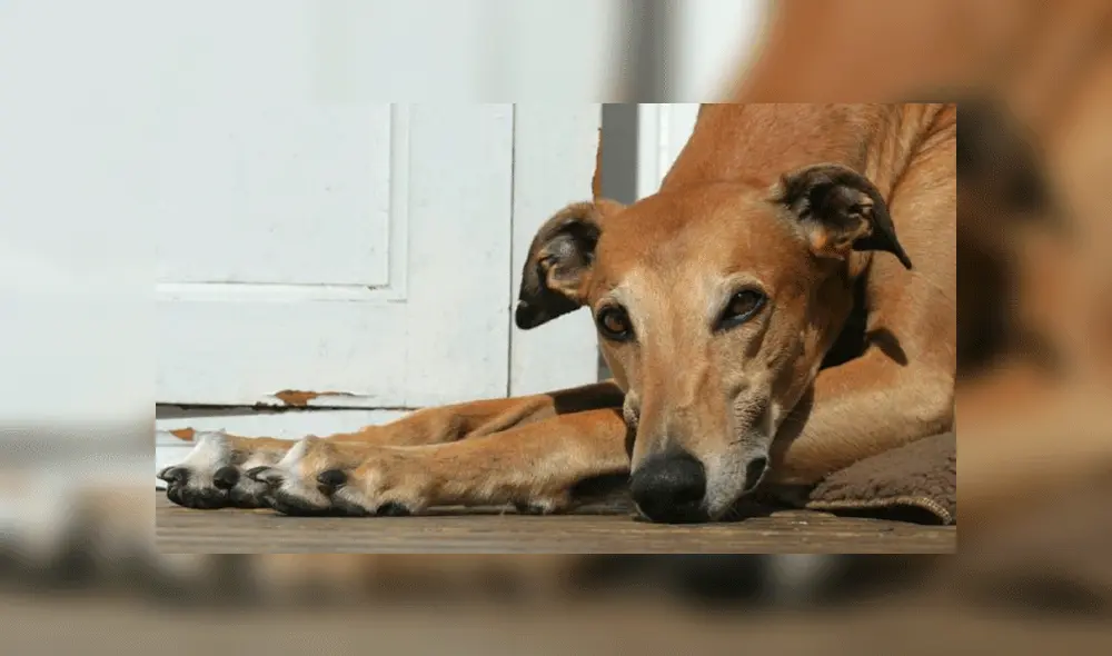 Los perros fueron abandonados tras ser sometidos a maltrato. Foto: Dreamstime / referencial.