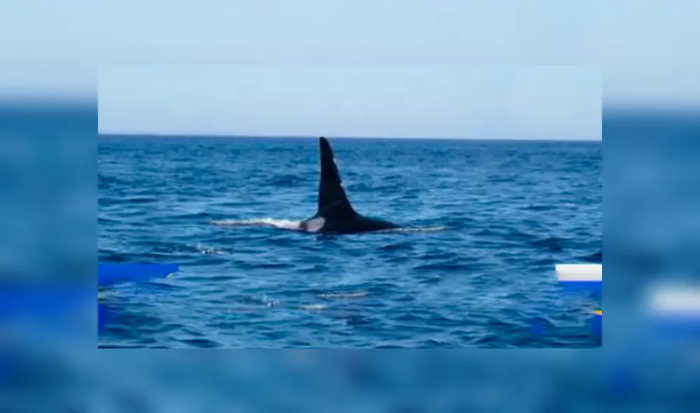 Un grupo de pescadores registró el momento en que una ballena emergió del mar y se dejó tomar distintos 'selfies'.