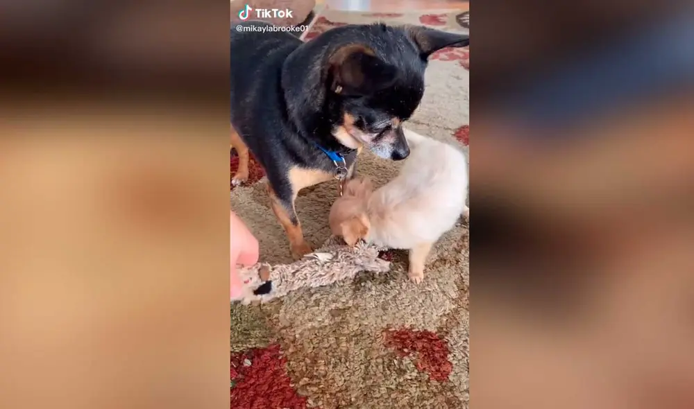 Desliza las imágenes para ver la divertida escena que protagonizó este can chihuahua al ver a su nuevo compañero. Foto: captura de TikTok/Mikaylabrooke01 Desliza las imágenes para ver la divertida escena que protagonizó este can chihuahua al ver a su nuevo compañero. Foto: captura de TikTok/Mikaylabrooke01