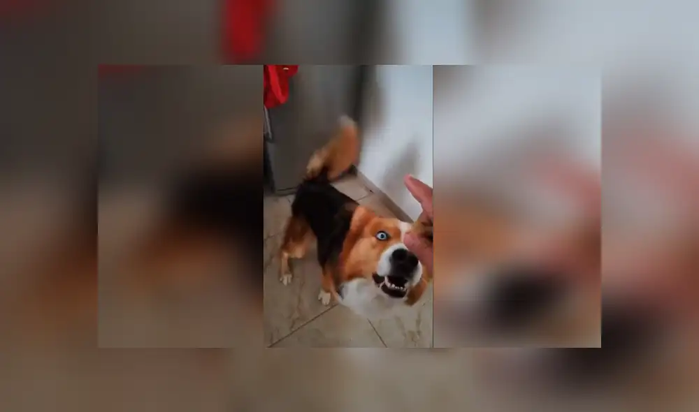 Desliza las imágenes para observar el buen comportamiento de un perro al obedecer las indicaciones de su dueño. Desliza las imágenes para observar el buen comportamiento de un perro al obedecer las indicaciones de su dueño.