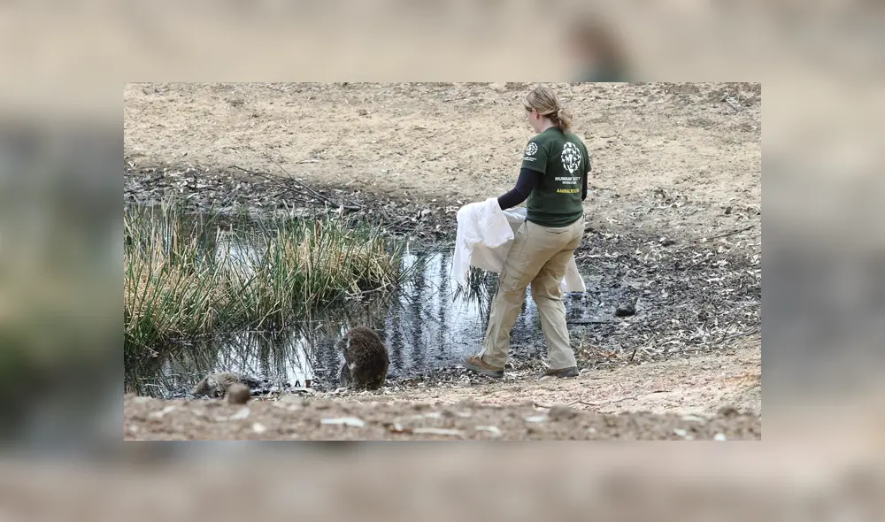 A través de Facebook se hizo viral la historia de este koala, el cual no quiso separarse de su compañero sin vida.