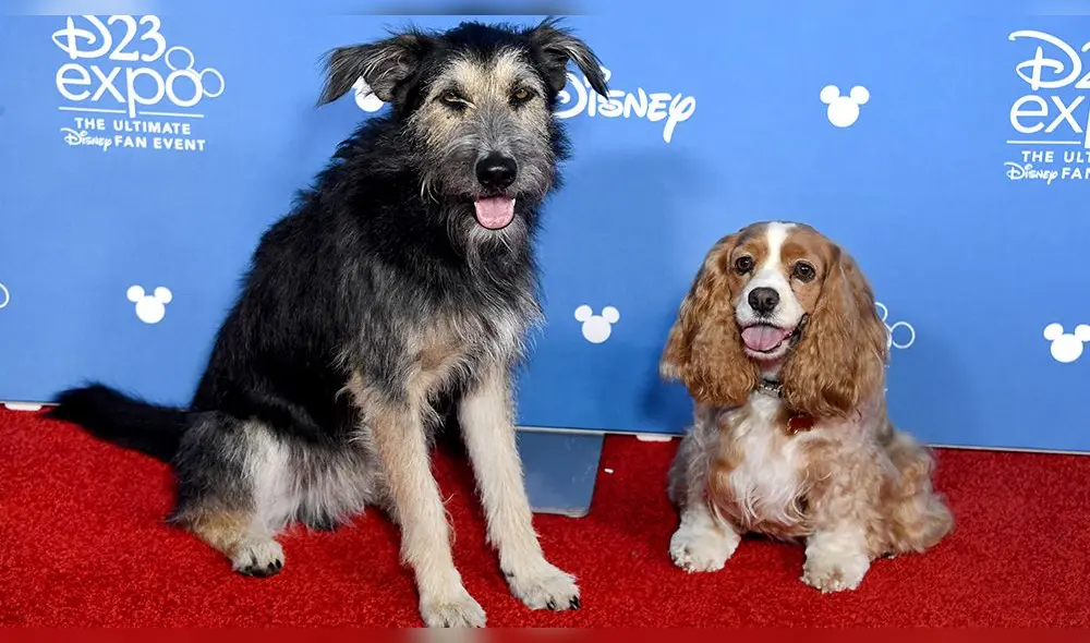 El tierno ‘hociqueo’ de la Dama y el Vagabundo sobre la red carpet del D23 de Disney [VIDEO]