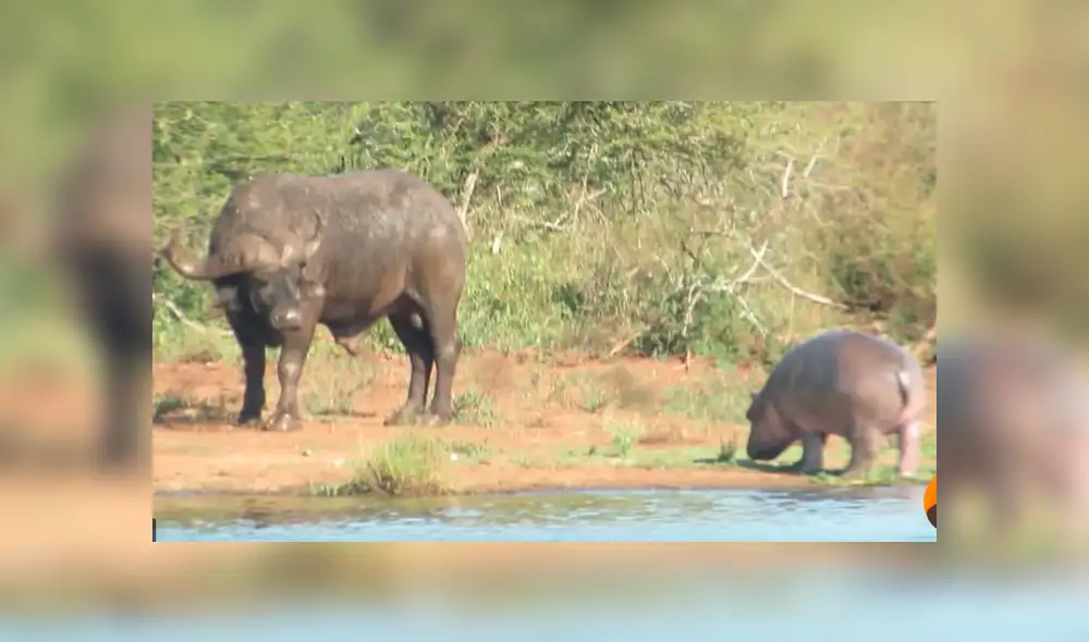 YouTube viral: bebé hipopótamo se enfrentó contra cocodrilo y enormes búfalos [VIDEO]