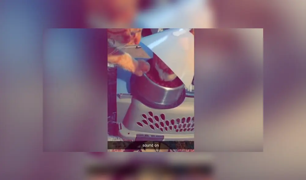 Desliza las imágenes hacia la izquierda para apreciar la tierna acción de un gato para ayudar a su ‘mejor amigo’.