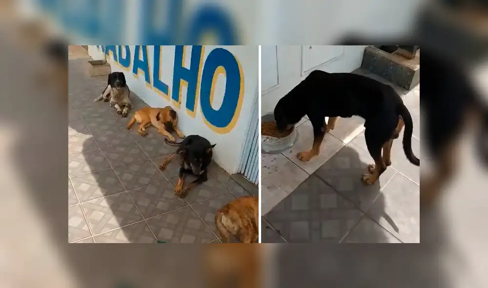 Facebook viral: la disciplina de estos perros callejeros para hacer cola y recibir su comida sorprende en redes Facebook viral: la disciplina de estos perros callejeros para hacer cola y recibir su comida sorprende en redes