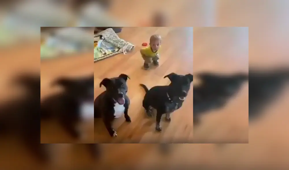 En Facebook, un pequeño trató de copiar los singulares movimientos que realizaron sus perros al escuchar a su madre. En Facebook, un pequeño trató de copiar los singulares movimientos que realizaron sus perros al escuchar a su madre.