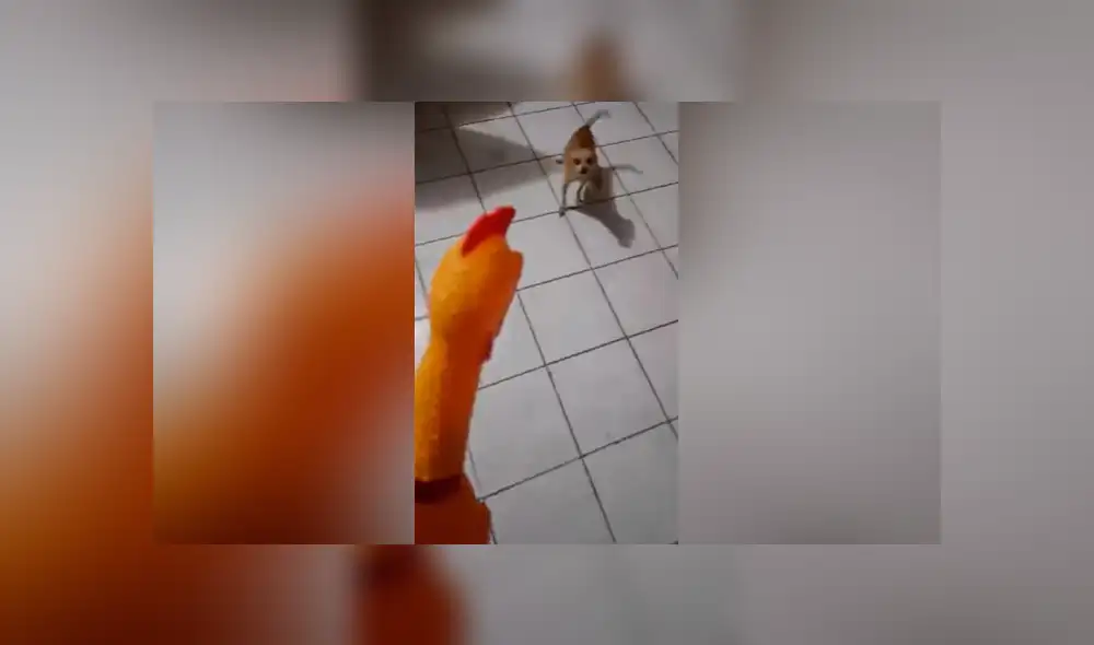 YouTube viral: no imaginarás lo que sucedió cuando un chihuahua rabioso intentó pelear con un pollo de hule [VIDEO] 