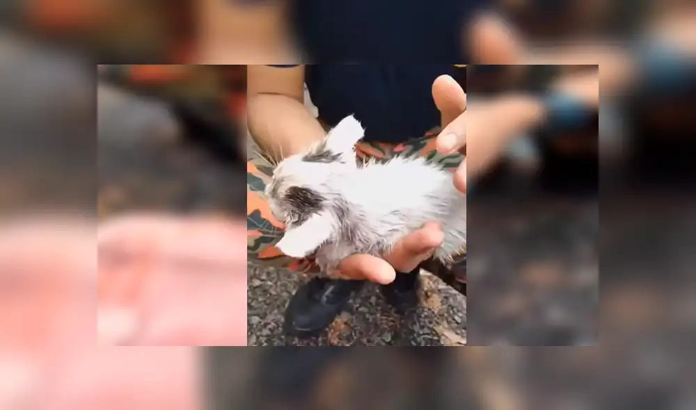 Hombre encuentra un gato ahogado, masajea su corazón y sucede algo conmovedor [VIDEO] 