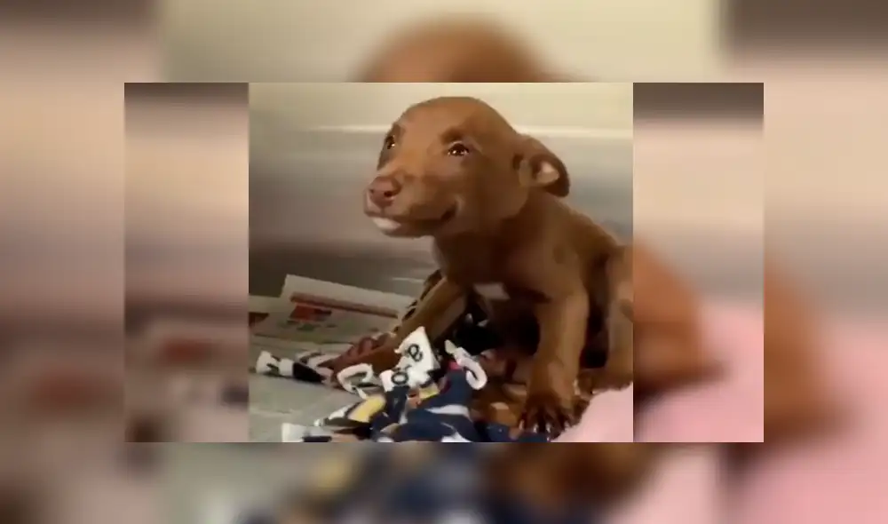 Vía Facebook: tierno cachorro 'sonrie' al saber que será adoptado y tendrá nueva familia [VIDEO] 