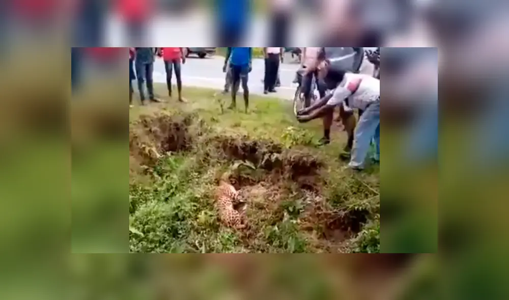 Vecinos se acercan a leopardo ‘muerto’ para tomarle foto y sucede lo peor. Vecinos se acercan a leopardo ‘muerto’ para tomarle foto y sucede lo peor.