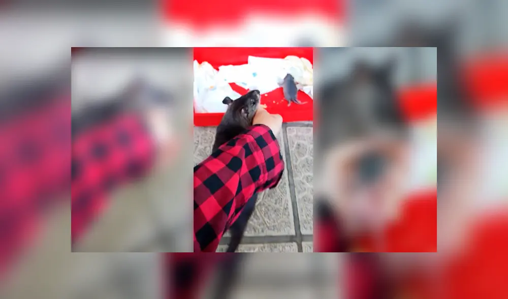 Desliza para ver los detalles de este video viral que es tendencia en Facebook. Foto: Captura. Desliza para ver los detalles de este video viral que es tendencia en Facebook. Foto: Captura.