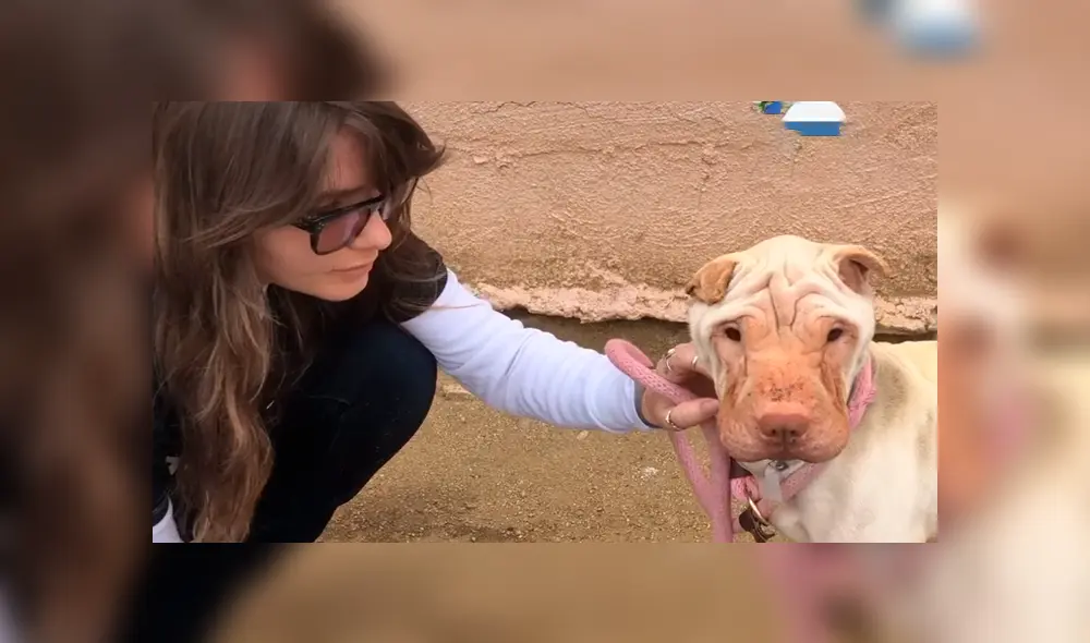 En Facebook, los encargados de un albergue curaron a una perrita que estaba en deplorables condiciones.