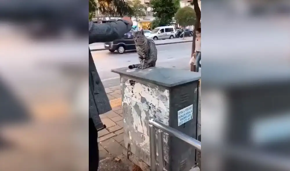Desliza las imágenes para conocer la reacción de un gato que odia recibir afecto de los transeúntes. Foto: captura de TikTok