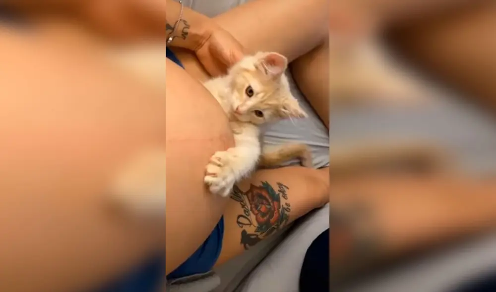 Desliza las imágenes para descubrir el tierno gesto de un gato cuando su dueña estuvo embarazada. Foto: captura de TikTok
