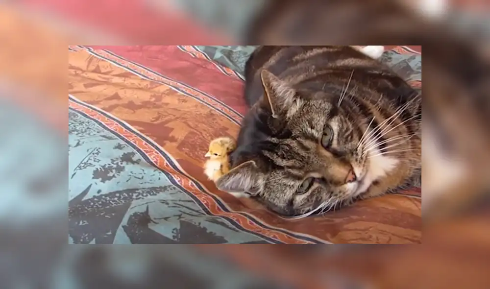 Desliza hacia la izquierda para ver las tiernas imágenes del video viral de YouTube.